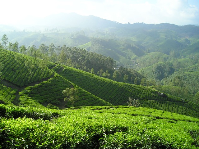 Inde : le pays leader dans la culture de thé
