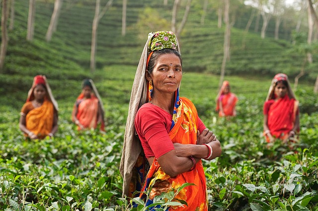 Partir à la découverte de la culture du thé en Inde