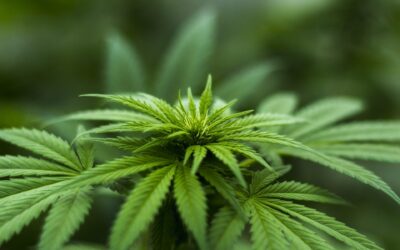 Quels sont les avantages du cannabis surgelé ?